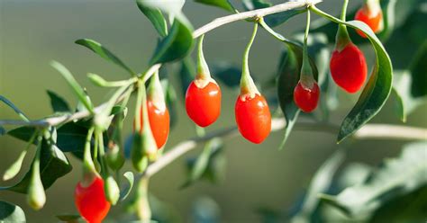 gucci berry weight|Goji Berries: Nutrition, Benefits, and Side Effects .